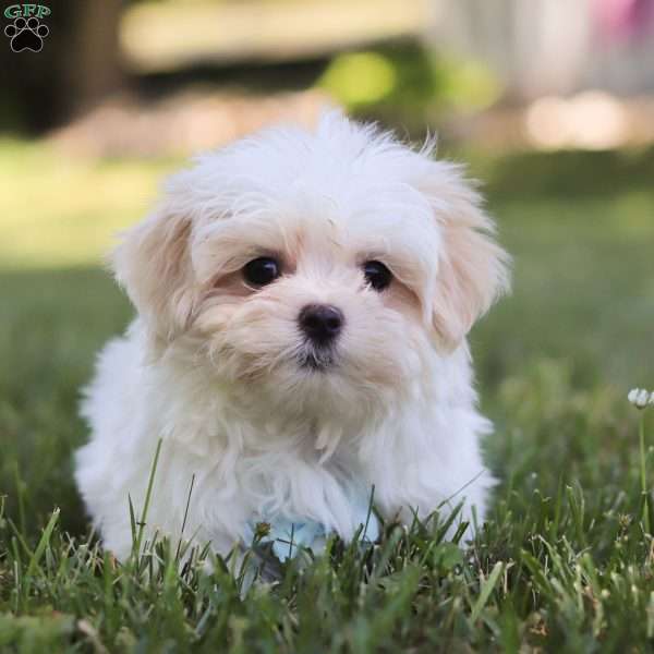 Jasper, Mal-Shi Puppy