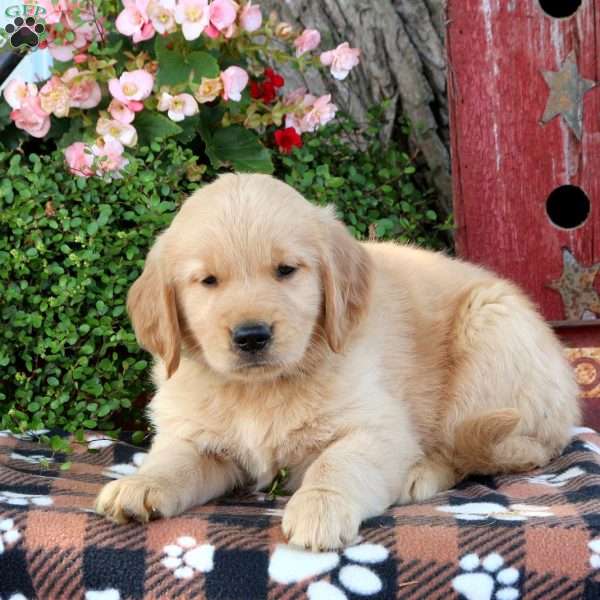 Jasper, Golden Retriever Puppy