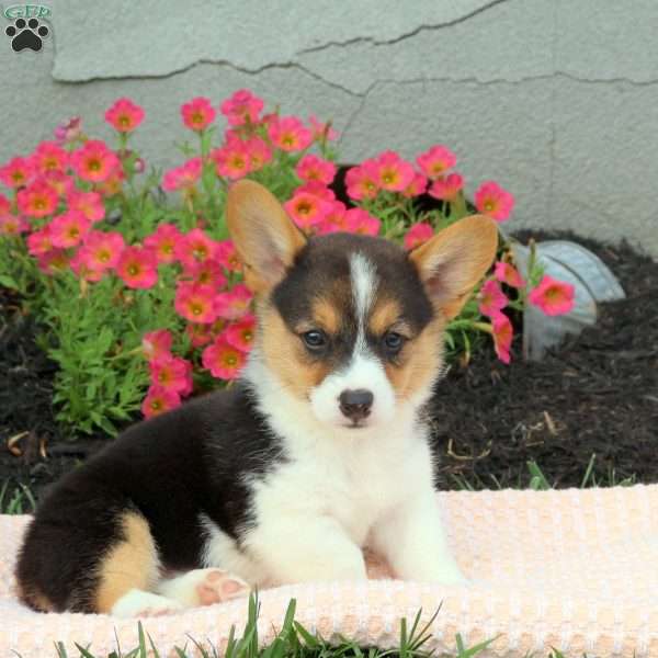 Jasper, Pembroke Welsh Corgi Puppy