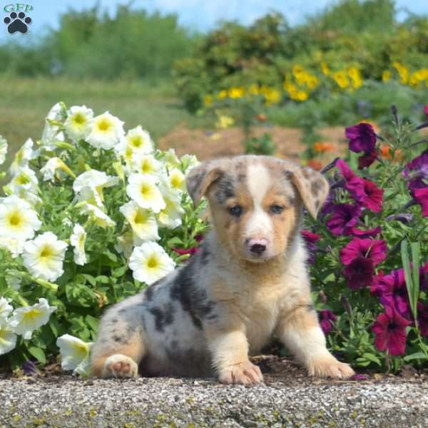 Jax, Pembroke Welsh Corgi Puppy