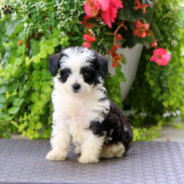 Jayda, Yorkie Poo Puppy