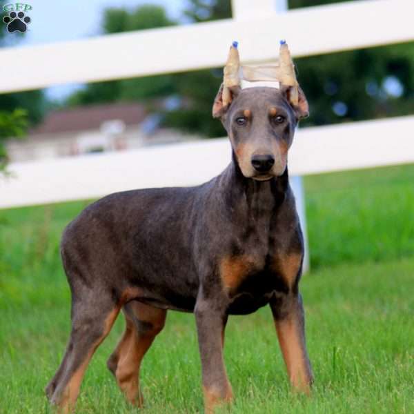 Jen, Doberman Pinscher Puppy