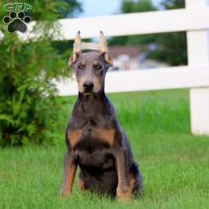 Jen, Doberman Pinscher Puppy