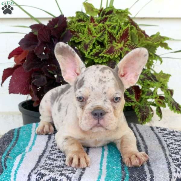 Jenna, French Bulldog Puppy