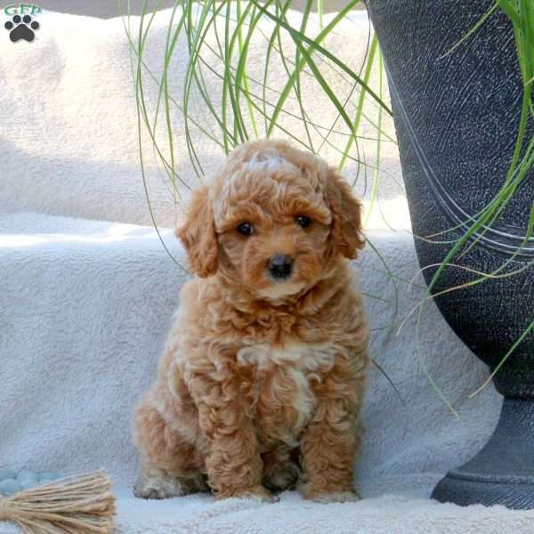 Jenny, Miniature Poodle Puppy