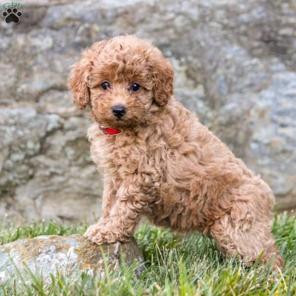 Jess, Miniature Poodle Puppy