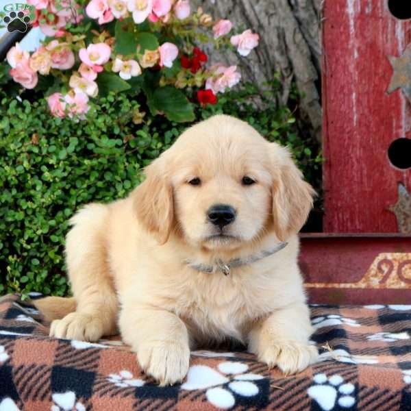 Jessie, Golden Retriever Puppy