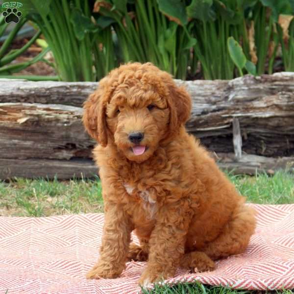 Jessie, Mini Goldendoodle Puppy