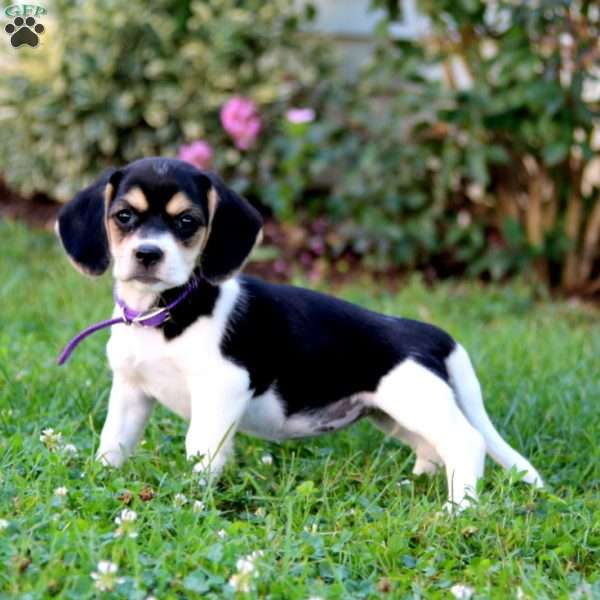 Jessie, Beagle Mix Puppy