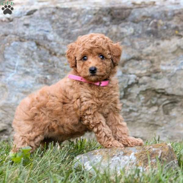 Jewel, Miniature Poodle Puppy