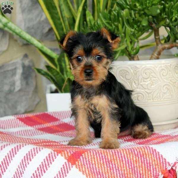 Jill, Yorkie Puppy