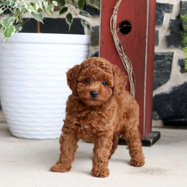 Jillian, Toy Poodle Puppy