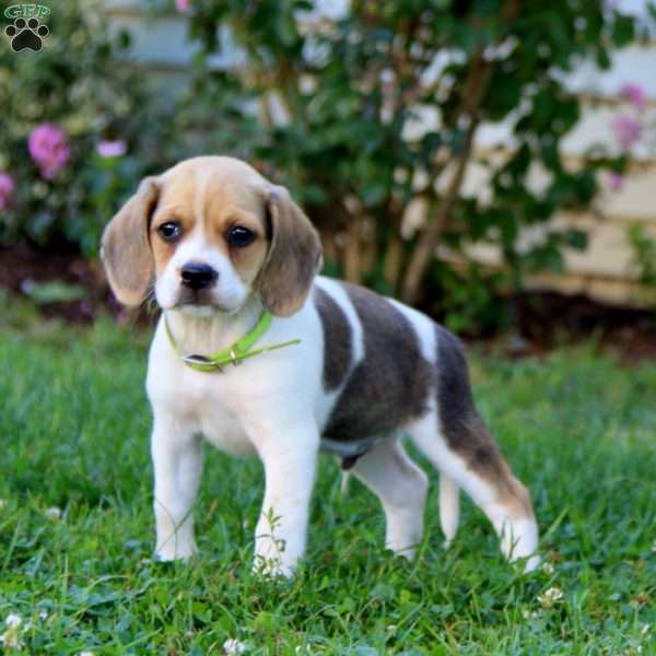 Jipsy, Beagle Mix Puppy