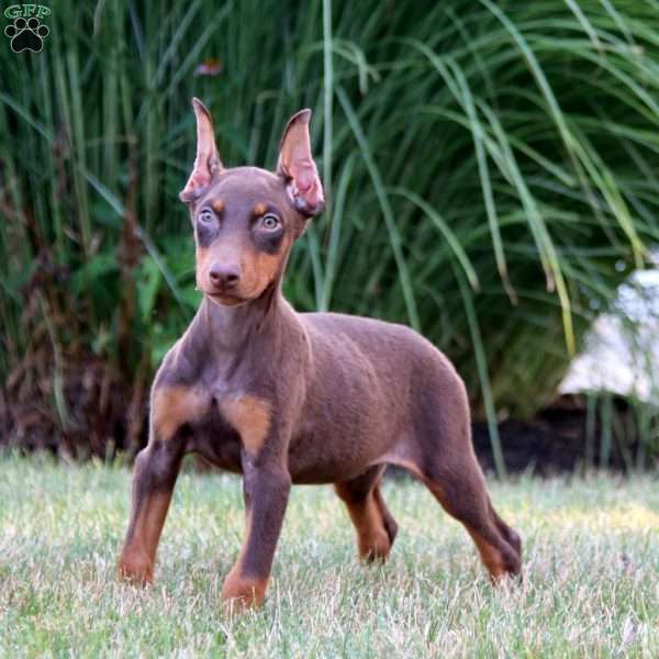 Jodi, Doberman Pinscher Puppy