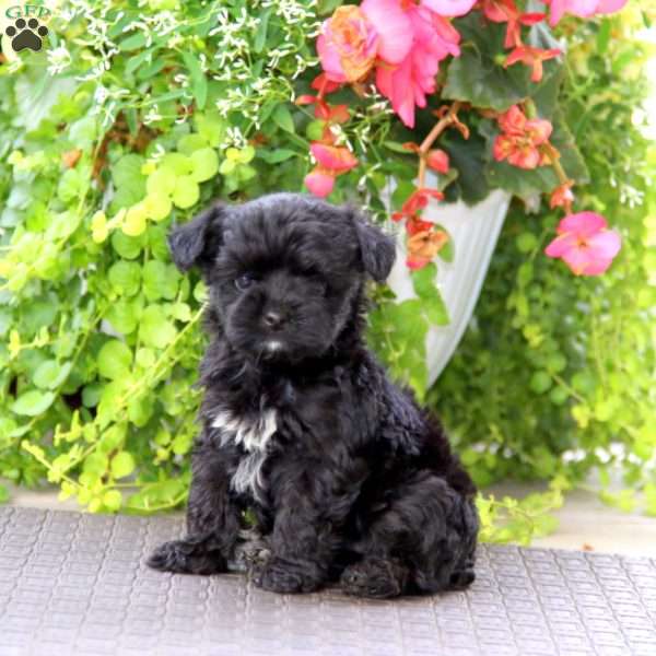 Jodie, Yorkie Poo Puppy