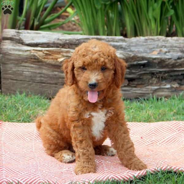 Joelle, Mini Goldendoodle Puppy