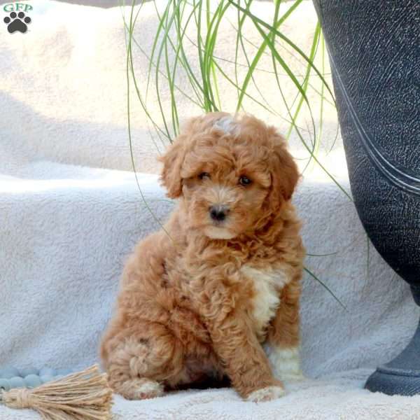 Joelle, Miniature Poodle Puppy