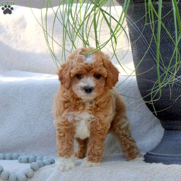 Joey, Miniature Poodle Puppy