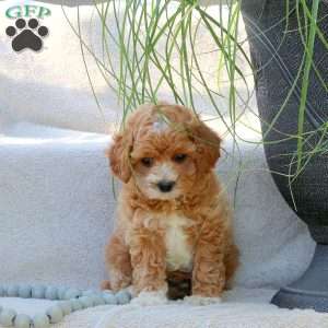 Joey - Miniature Poodle Puppy For Sale in Pennsylvania