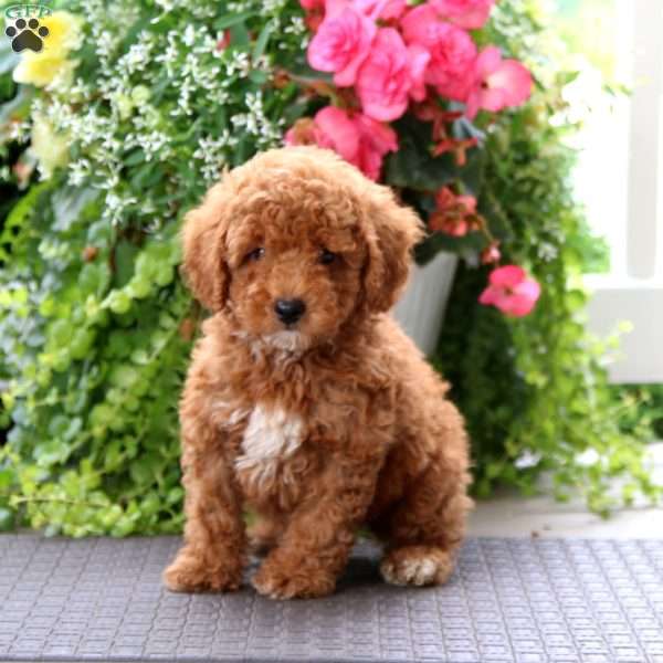 Joey, Miniature Poodle Mix Puppy