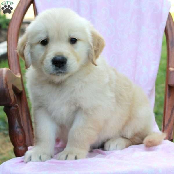 John, Golden Retriever Puppy