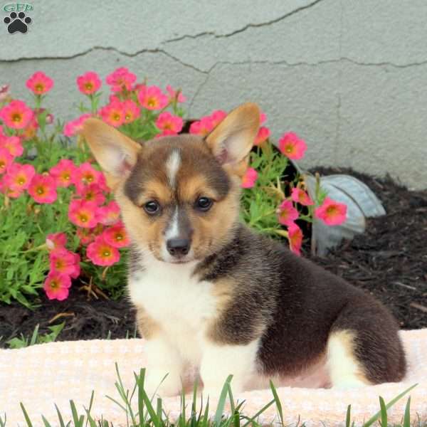 Jojo, Pembroke Welsh Corgi Puppy