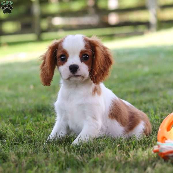 Jolan, Cavalier King Charles Spaniel Puppy