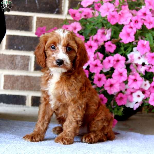 Jonas, Cavapoo Puppy