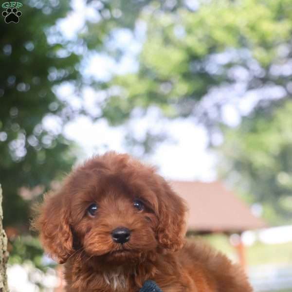 Jordan, Cavapoo Puppy