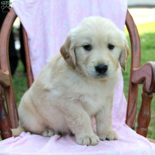 Josiah, Golden Retriever Puppy