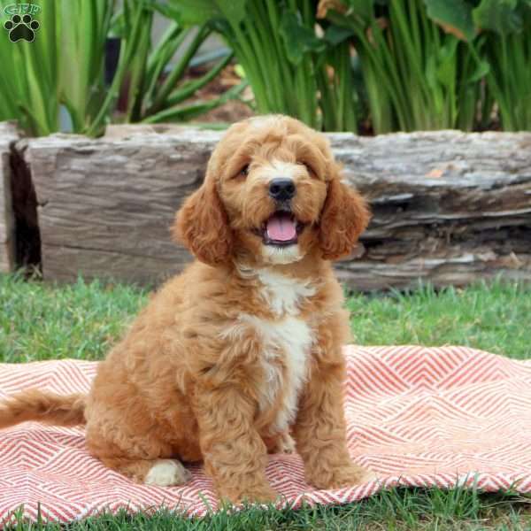 Joy, Mini Goldendoodle Puppy