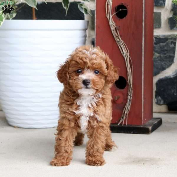 Joy, Toy Poodle Puppy