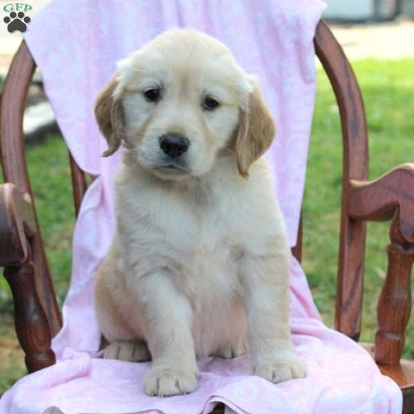 Julia, Golden Retriever Puppy