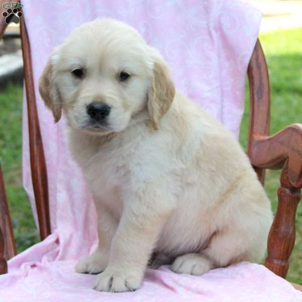 Julian, Golden Retriever Puppy