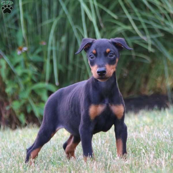 Julie, Doberman Pinscher Puppy