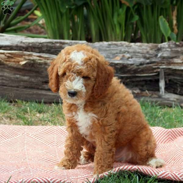 Jumper, Mini Goldendoodle Puppy