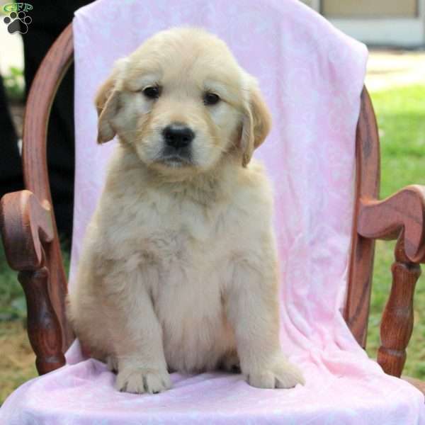 June, Golden Retriever Puppy