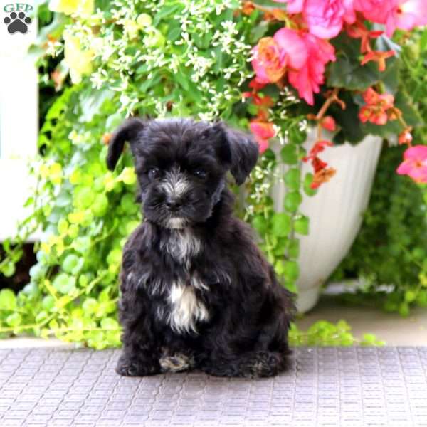 Justice, Yorkie Poo Puppy