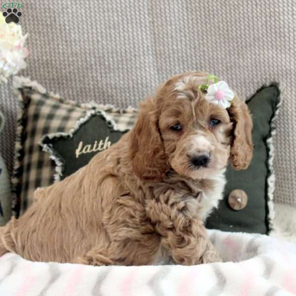 Kacey, Cockapoo Puppy