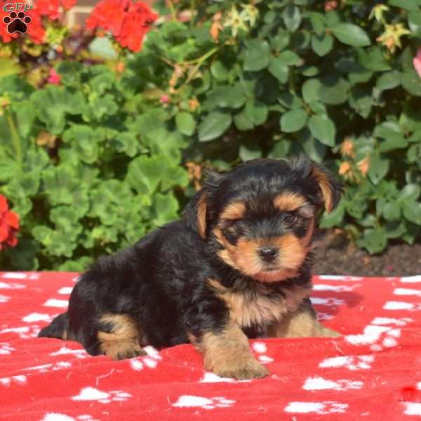 Kale, Yorkie Puppy