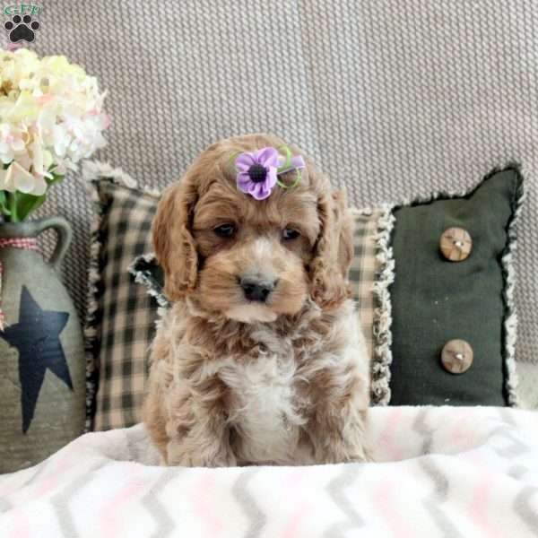 Kali, Cockapoo Puppy