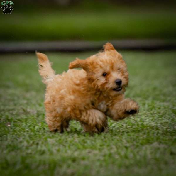 Kalina, Mini Goldendoodle Puppy