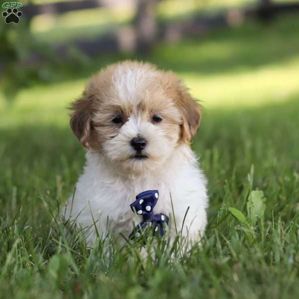 Kane, Shih-Poo Puppy