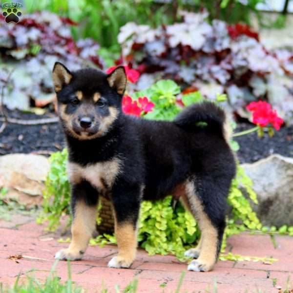 Kane, Shiba Inu Puppy