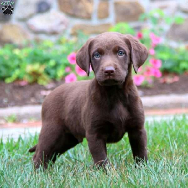 Kane, Chocolate Labrador Retriever Puppy