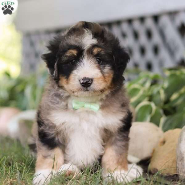 Kane, Bernedoodle Puppy