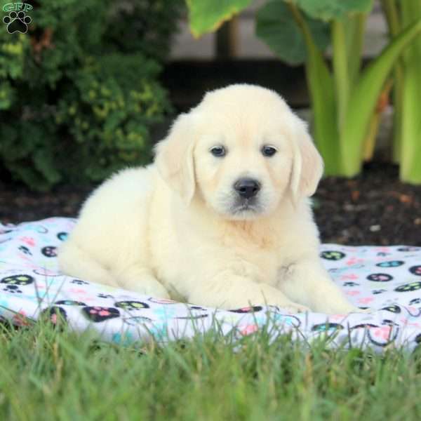 Karena, English Cream Golden Retriever Puppy