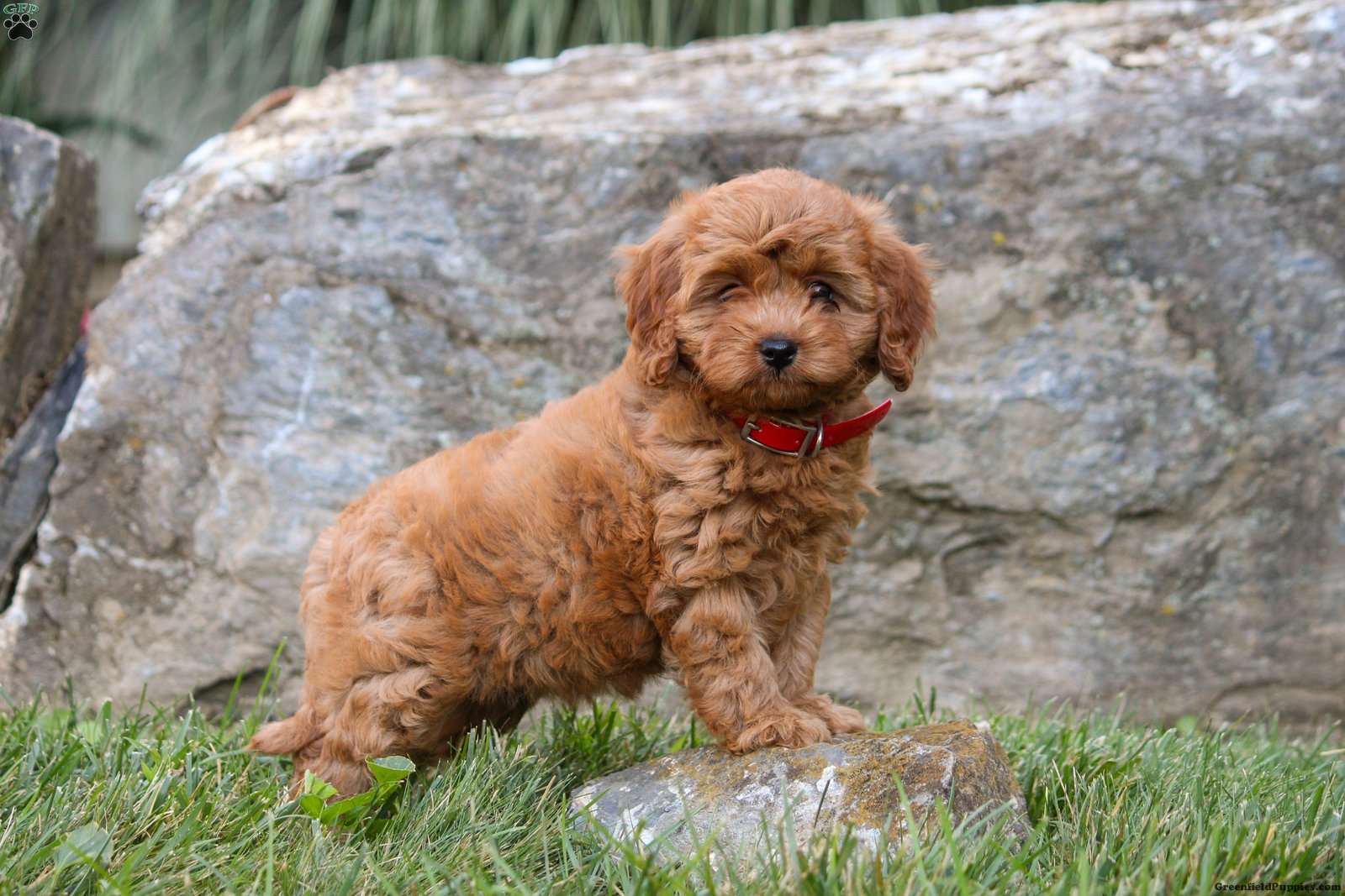 Kari - Cavapoo Puppy For Sale in Pennsylvania