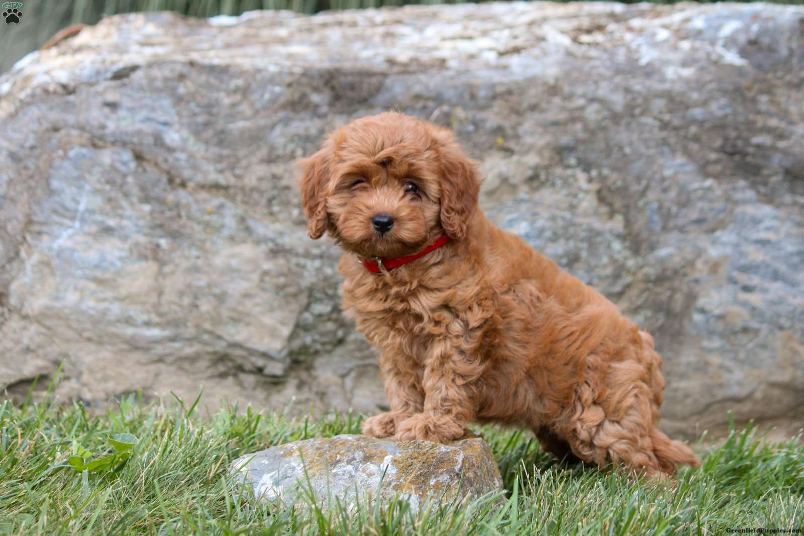 Kari - Cavapoo Puppy For Sale in Pennsylvania