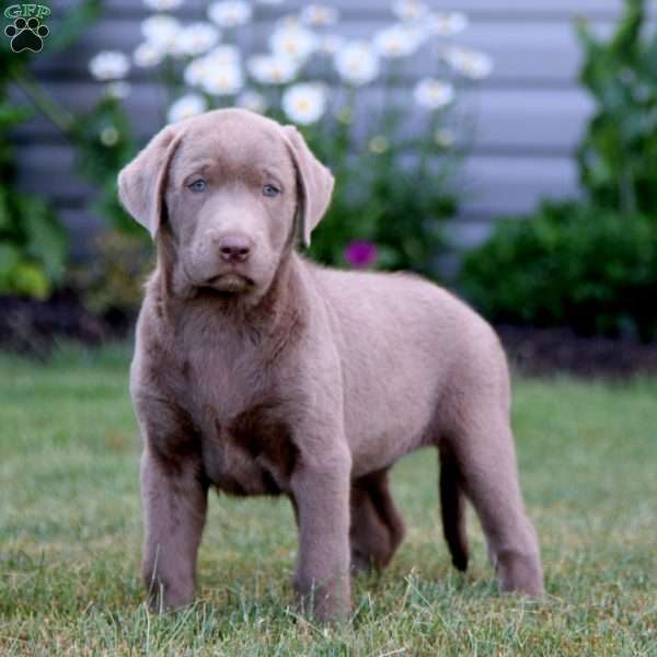 Kari, Silver Labrador Retriever Puppy